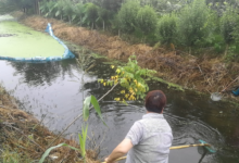 如城街道大明社区全体村干部整治河道-雉水网