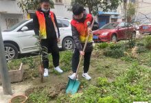 如城街道陆桥社区开展“春风送暖,绿暖社区”植树志愿活动-雉水网