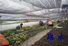 吴窑镇：推行“党支部+合作社+农户”模式 助力乡村振兴-雉水网