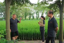 树木“跨界”生长引纷争，法官地头解纷促和谐-雉水网