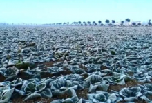 搬经镇小小黑塌菜  做出大文章-雉水网