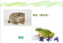 蛤蟆和青蛙-雉水网