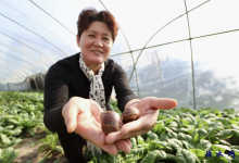 如皋吴窑立新社区郭小梅：4年探索蜗牛养殖产业 走出别样致富路-雉水网