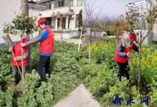 如皋市磨头镇美丽庭院创建：一半是家，一半是风景-雉水网