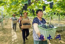 如皋市丁堰镇：三色笔勾勒乡村振兴新蓝图-雉水网