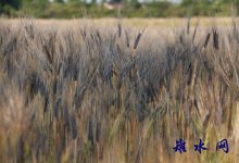 如皋市磨头镇丁冒村:农田变游园 “玩”出乡村振兴新名堂-雉水网