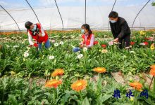 如皋搬经:“云上花市”助力花农找到新销路-雉水网