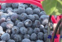 如皋新徐村：特色水果产业为乡村振兴注入“绿动力”-雉水网