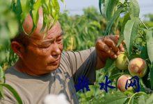 吴窑镇：水蜜桃“羞红”了脸 果农笑开了颜-雉水网