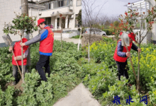 如皋市磨头镇美丽庭院创建：一半是家，一半是风景-雉水网