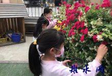 如皋市如城建设幼儿园：蔷薇花瓣 芳香花饼-雉水网