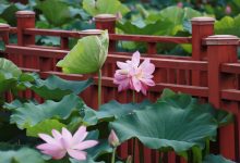 惊喜“莲莲” 如皋平园池千亩荷塘开出并蒂莲-雉水网