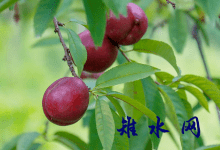 如皋丁堰：紫桃喜获丰收 果园飘香采摘忙-雉水网