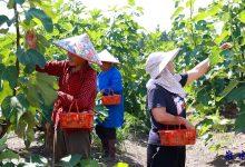 如皋市下原镇：“小小无花果”奏响乡村振兴华彩乐章-雉水网