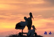 生态优引“贵客” “鸟界国宝”东方白鹳“定居”如皋-雉水网