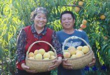 如皋白蒲镇：秋收乐“桃桃” 采摘正当时-雉水网