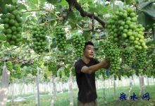 如皋市长江镇：葡萄园里绿意浓 长势喜人迎丰收-雉水网