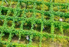 如皋市吴窑镇：从“无”到“有” 从“有”到“优”  特色农业发展驶入“快车道”-雉水网