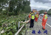 树木突然倒伏 江苏省交通综合执法局沿海支队第四大队及时处置-雉水网