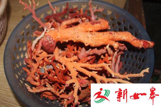 广东查获非法猎捕红珊瑚案 缴获疑似红珊瑚70千克