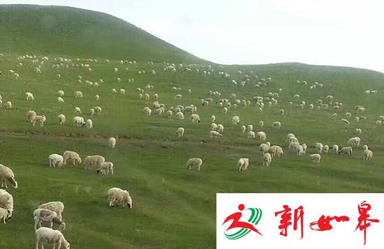 藏族姑娘草原放生6千头羊 环保局:对生态压力大