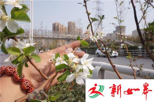 郑州一海棠树本该春天开花却秋天怒放 路人称奇