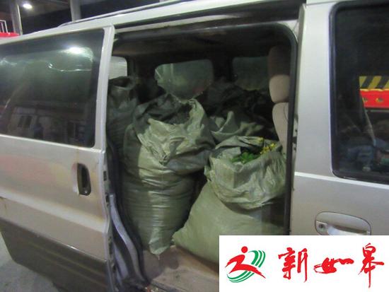 上海迪士尼频遭采花贼 一夫妻割三百斤菊花被刑拘