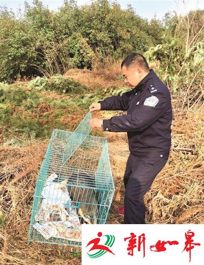 农民为搏点击量直播猎捕猪獾 展示猎物被抓现行