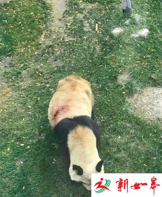 兰州动物园被曝虐待熊猫