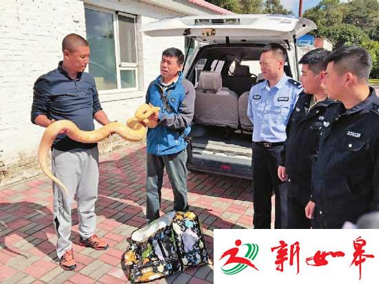民警将两只黄金蟒收缴并移交吉林市野生动物救助中心进行饲养