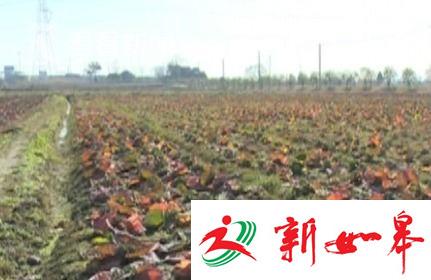 女子欠债1万元被逼签15万元欠条 遭殴打和活埋