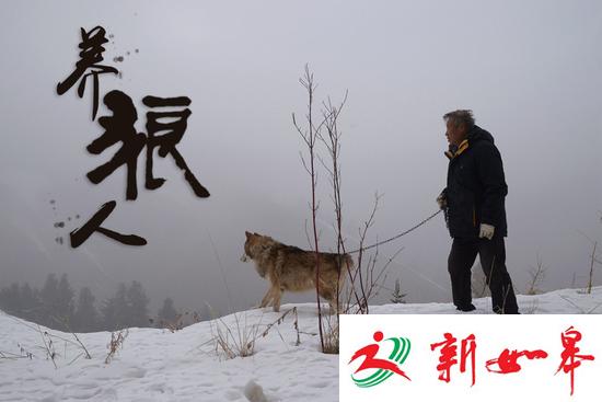 新疆7旬老人养150匹野狼 伙食费一年花近百万