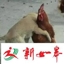 钱包已空、不敢上秤 你的春节假期余额已不足