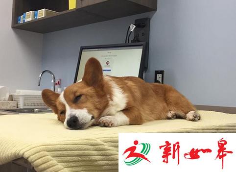 加拿大&ldquo;网红&rdquo;柯基犬因病辞世 牵动数万粉丝心