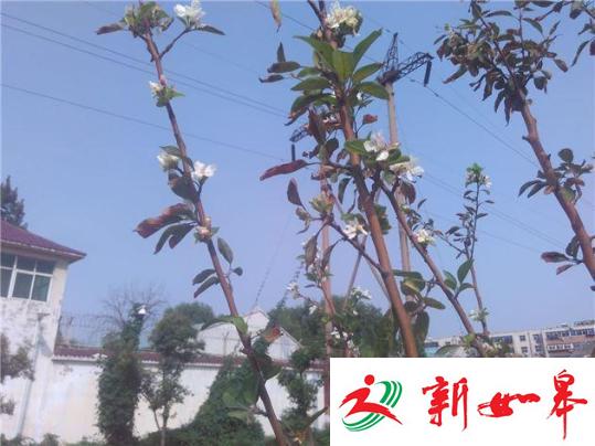 郑州一海棠树本该春天开花却秋天怒放 路人称奇