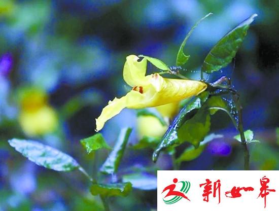 盛开在永州市阳明山万和湖边的龙虾花。 周凌文摄