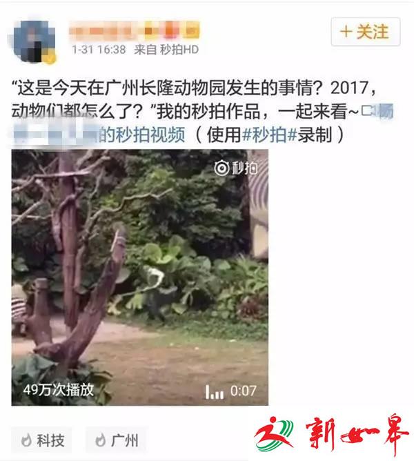 广州长隆今日惊现斑马袭击饲养员？园方：事发上月