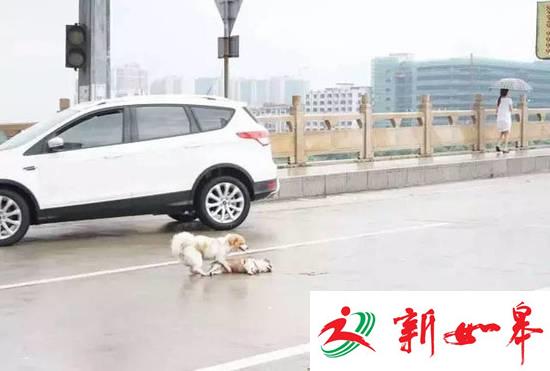 东莞：狗狗被撞死 同伴在路中央相守