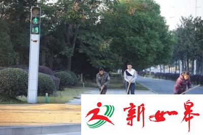 红绿灯下晒稻谷