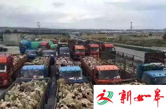 藏族姑娘草原放生6千头羊 环保局:对生态压力大