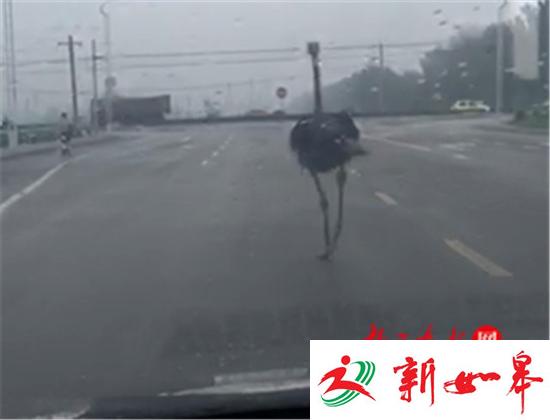 任性鸵鸟马路上飞奔 警察围追1小时制服