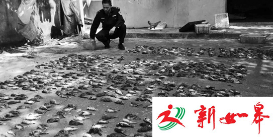 女子张网捕鸟近2000只 三分之一的鸟儿已死亡