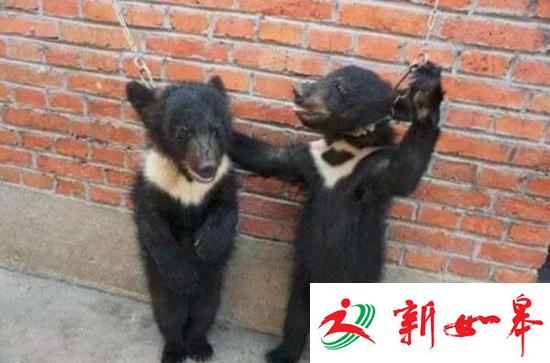 安徽马戏业被指虐待动物 监管部门称