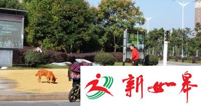 稻谷占据了人行道