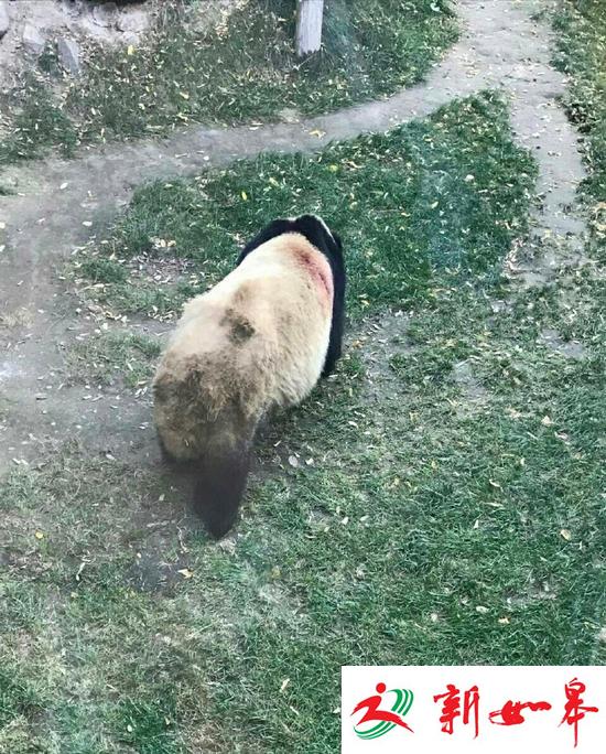 兰州动物园被曝虐待熊猫