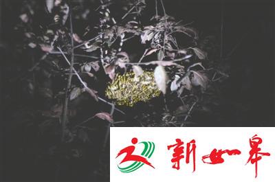 成都75岁老太遭马蜂袭击 当场死亡面部发黑