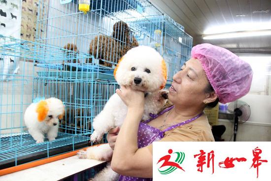  10月3日，江苏苏州白塔东路一家&ldquo;宠物宾馆&rdquo;的工作人员在照料寄养的小狗。CICPHOTO/王建康 摄