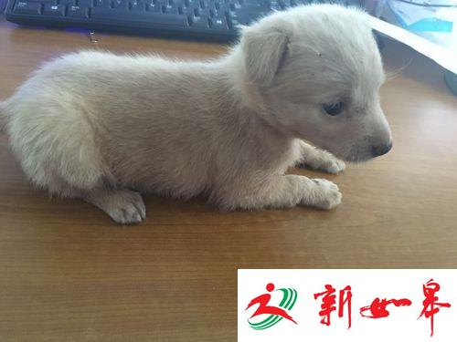 男子欲带狗上动车 把狗塞进KFC全家桶过安检