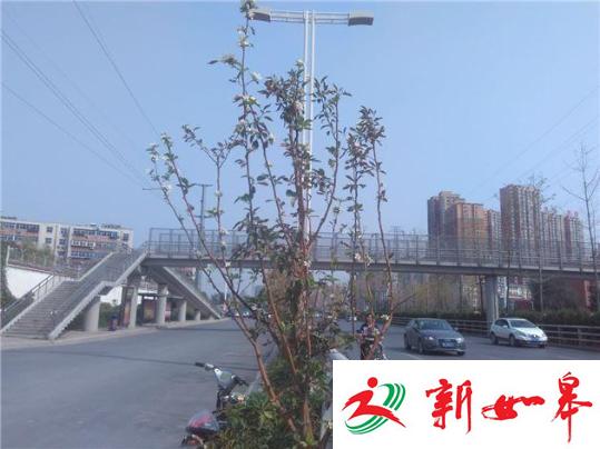 郑州一海棠树本该春天开花却秋天怒放 路人称奇