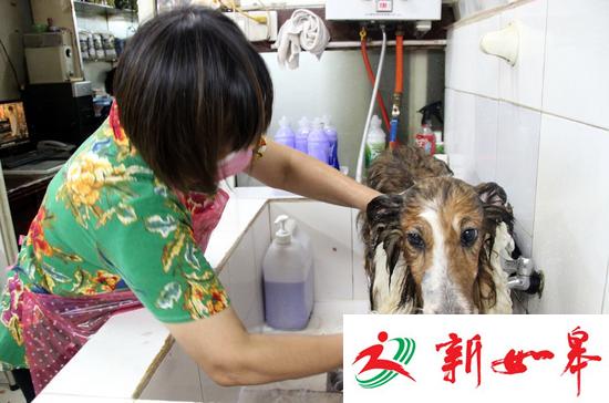  10月3日，江苏苏州白塔东路一家&ldquo;宠物宾馆&rdquo;的工作人员在为寄养的小狗洗澡。CICPHOTO/王建康 摄